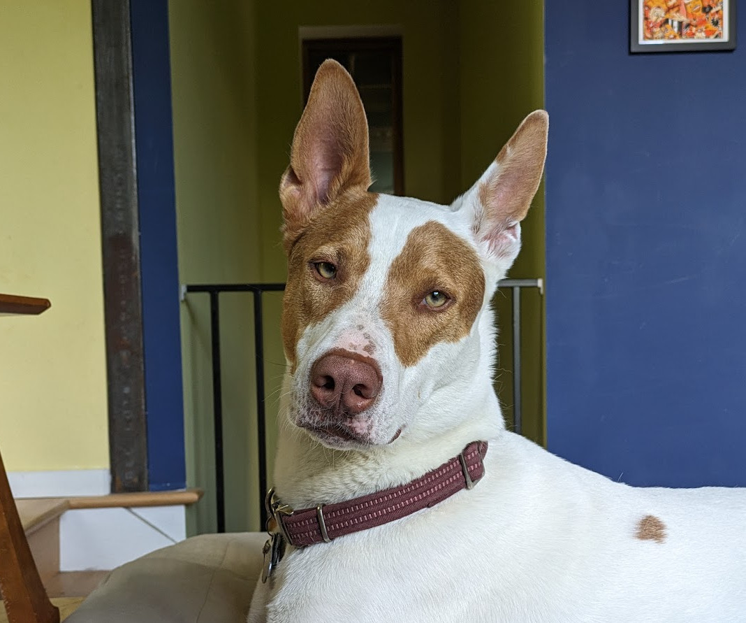 A white and brown husky-pitbull mix stares at the camera. His name is Walker.